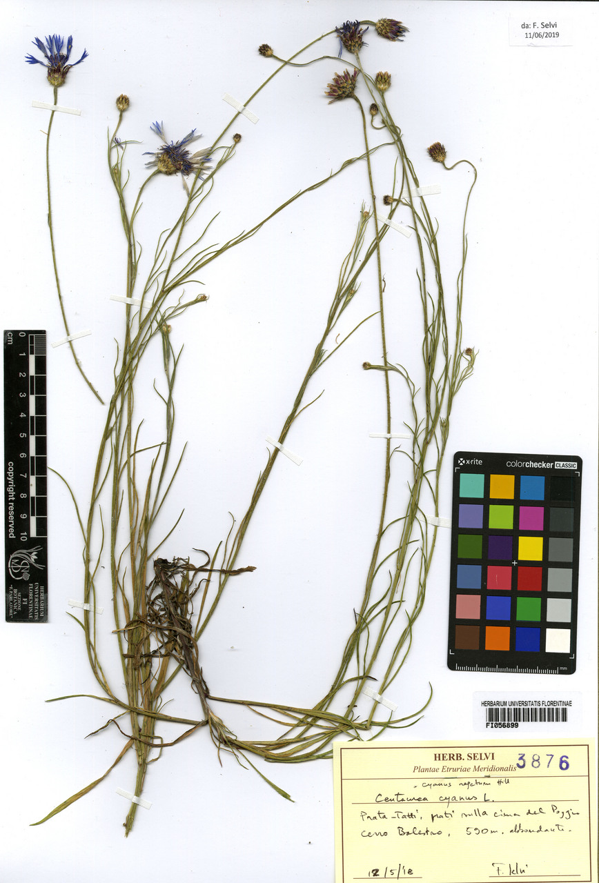 Centaurea cyanus - campione, Erbario Centrale Italiano - Herbarium Centrale Italicum, FI (12/05/2018)