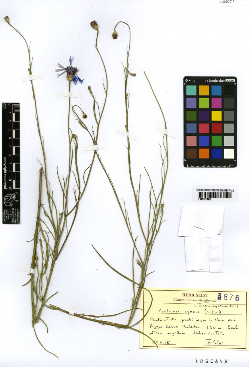 Centaurea cyanus - campione, Erbario Centrale Italiano - Herbarium Centrale Italicum, FI (12/05/2018)