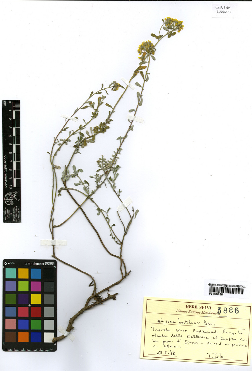 Alyssum bertolonii - campione, Erbario Centrale Italiano - Herbarium Centrale Italicum, FI (12/05/2018)