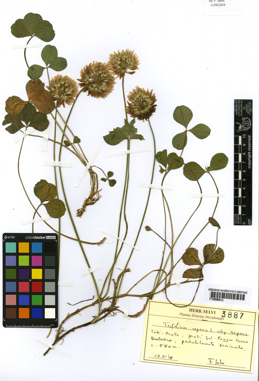 Trifolium repens repens - campione, Erbario Centrale Italiano - Herbarium Centrale Italicum, FI (12/05/2018)