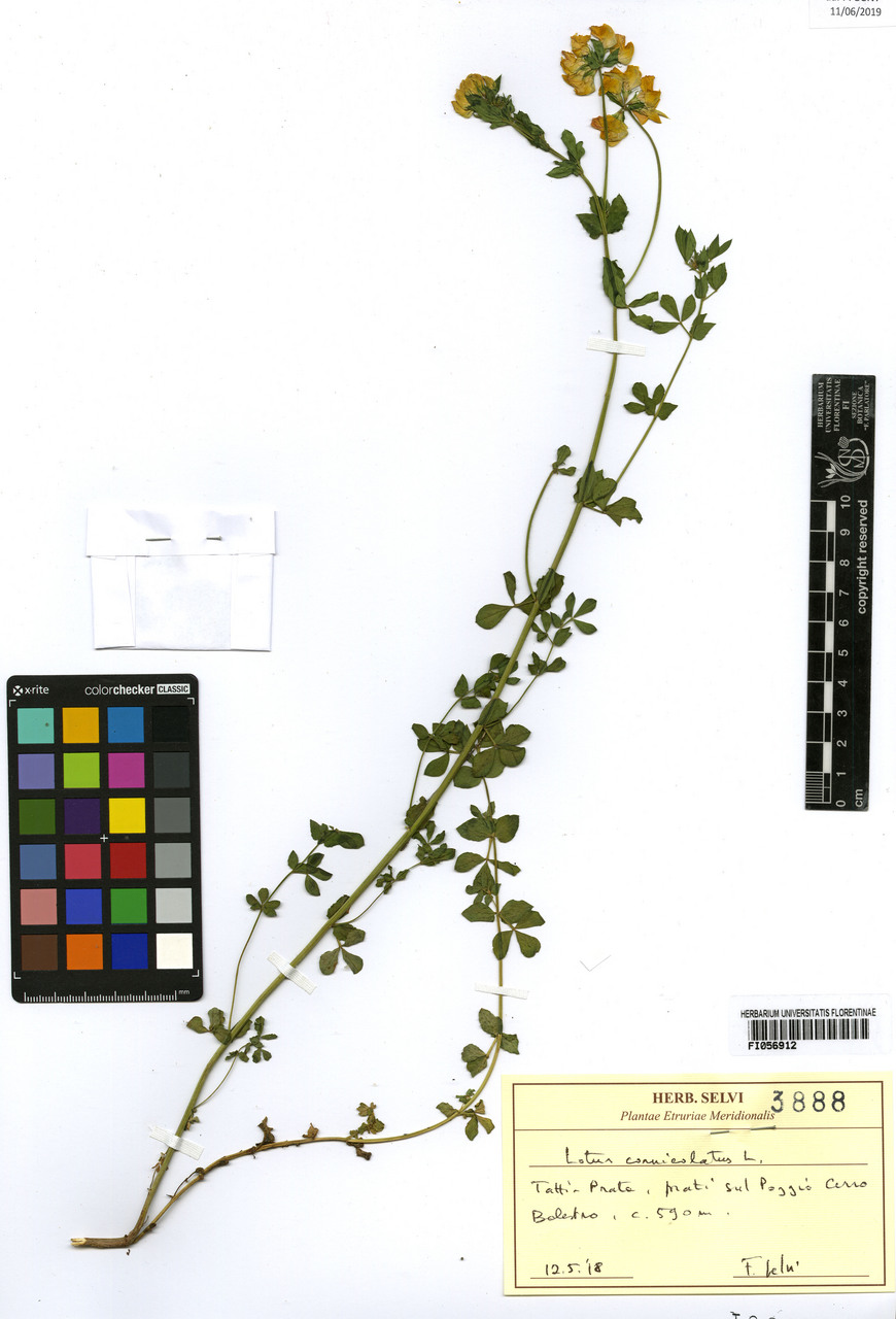 Lotus corniculatus - campione, Erbario Centrale Italiano - Herbarium Centrale Italicum, FI (12/05/2018)