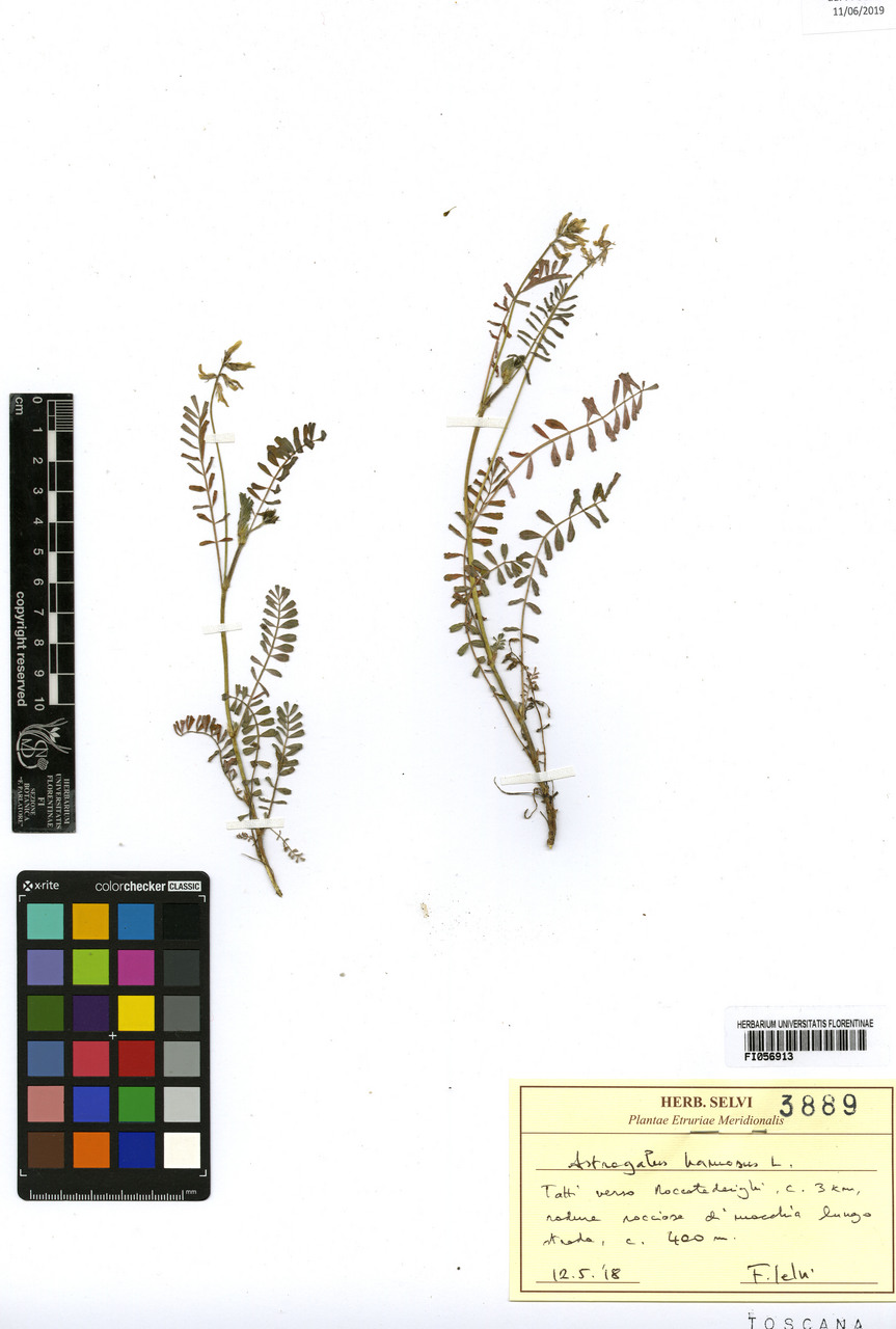 Astragalus hamosus - campione, Erbario Centrale Italiano - Herbarium Centrale Italicum, FI (12/05/2018)