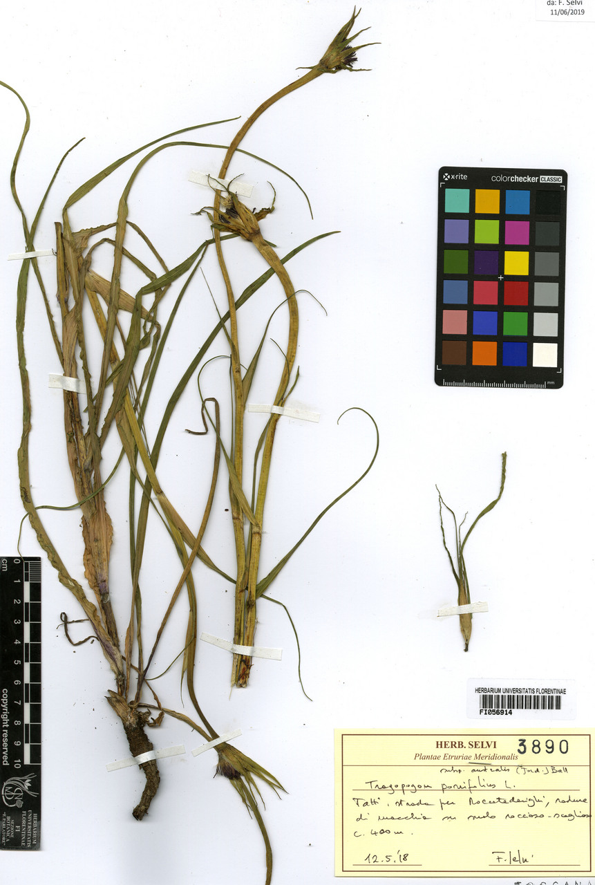 Tragopogon porrifolius australis - campione, Erbario Centrale Italiano - Herbarium Centrale Italicum, FI (12/05/2018)