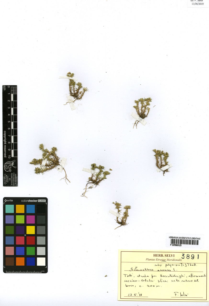 Scleranthus annuus polycarpus - campione, Erbario Centrale Italiano - Herbarium Centrale Italicum, FI (12/05/2018)