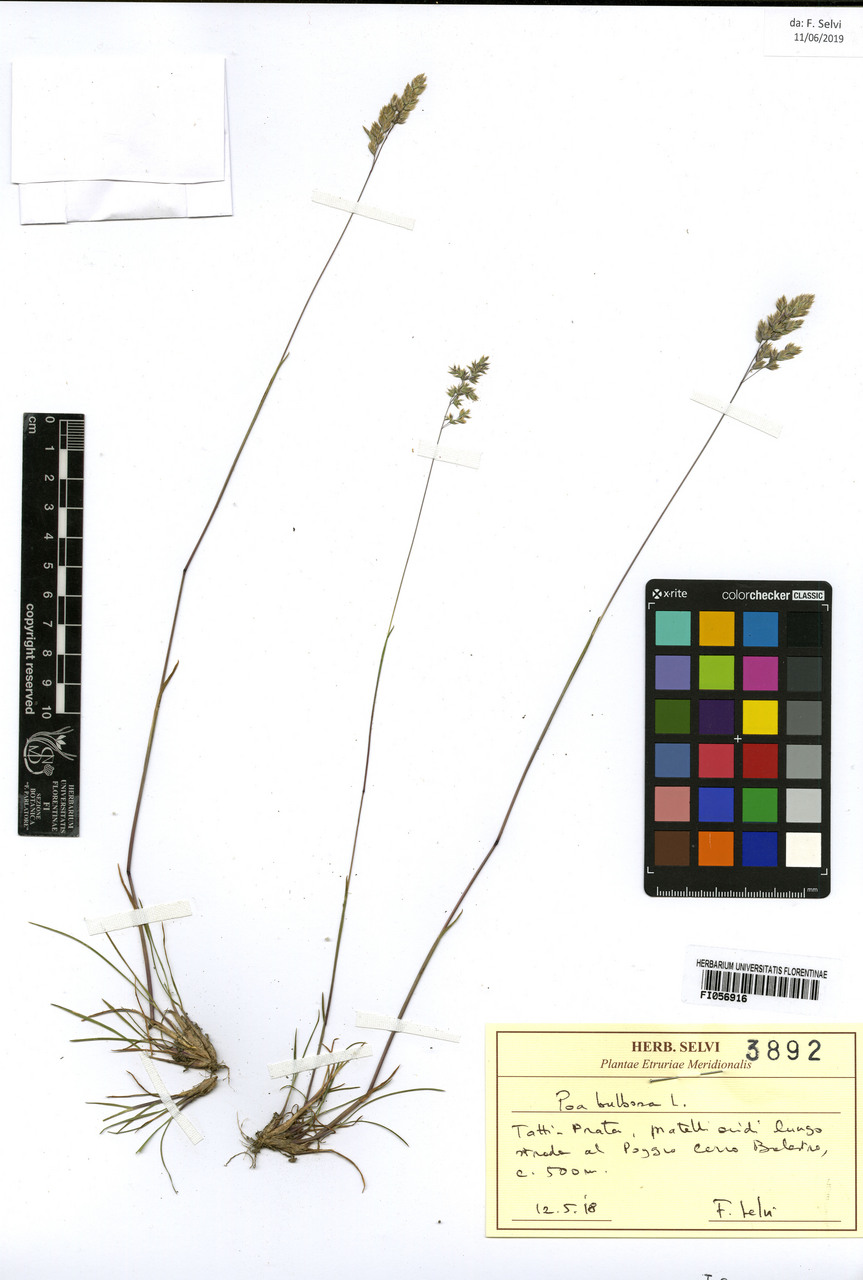 Poa bulbosa - campione, Erbario Centrale Italiano - Herbarium Centrale Italicum, FI (12/05/2018)