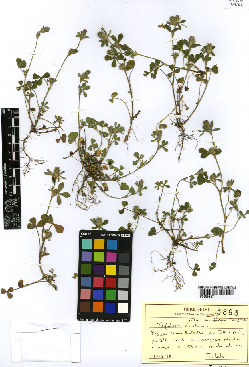 Trifolium striatum tenuiflorum - campione, Erbario Centrale Italiano - Herbarium Centrale Italicum, FI (12/05/2018)