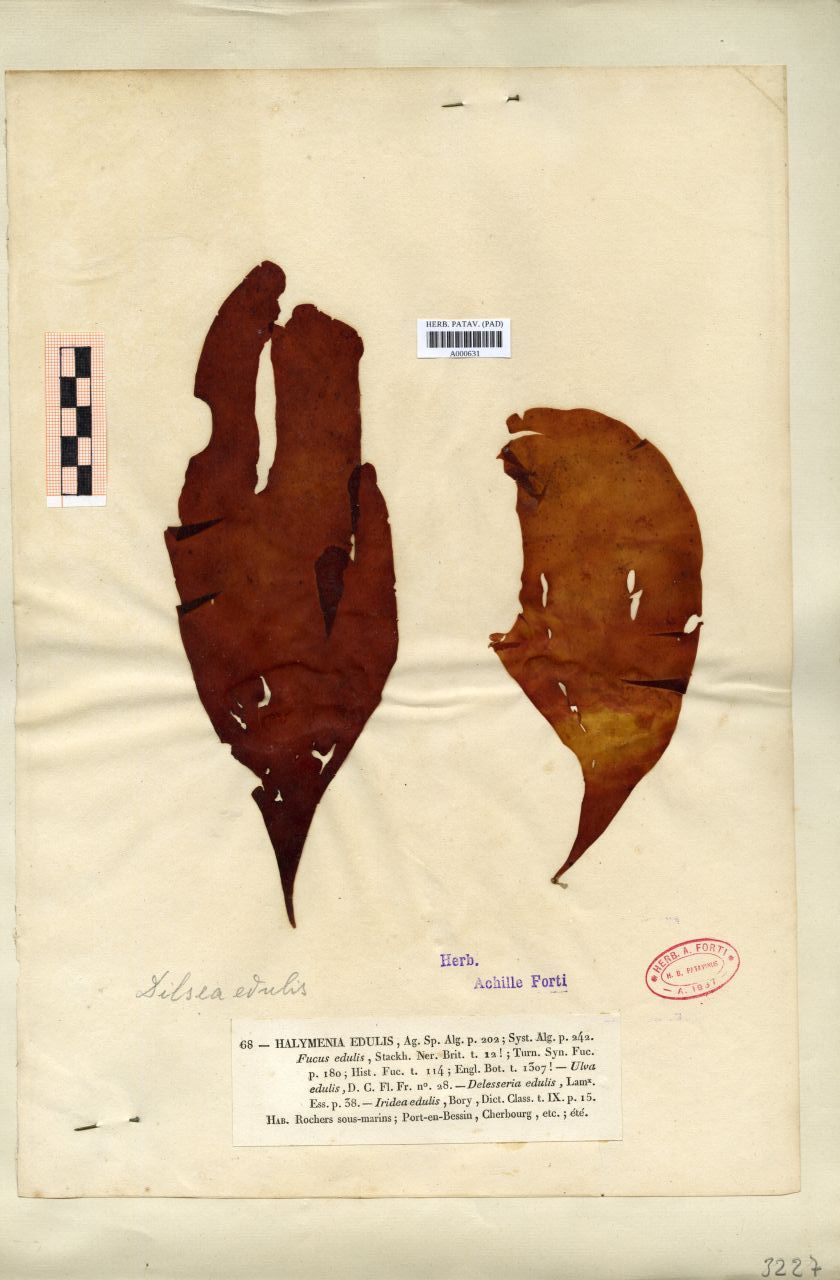 Halymenia edulis (Stackhouse) C.Agardh - erbario, Collezione Achille Forti, Collezione Achille Forti