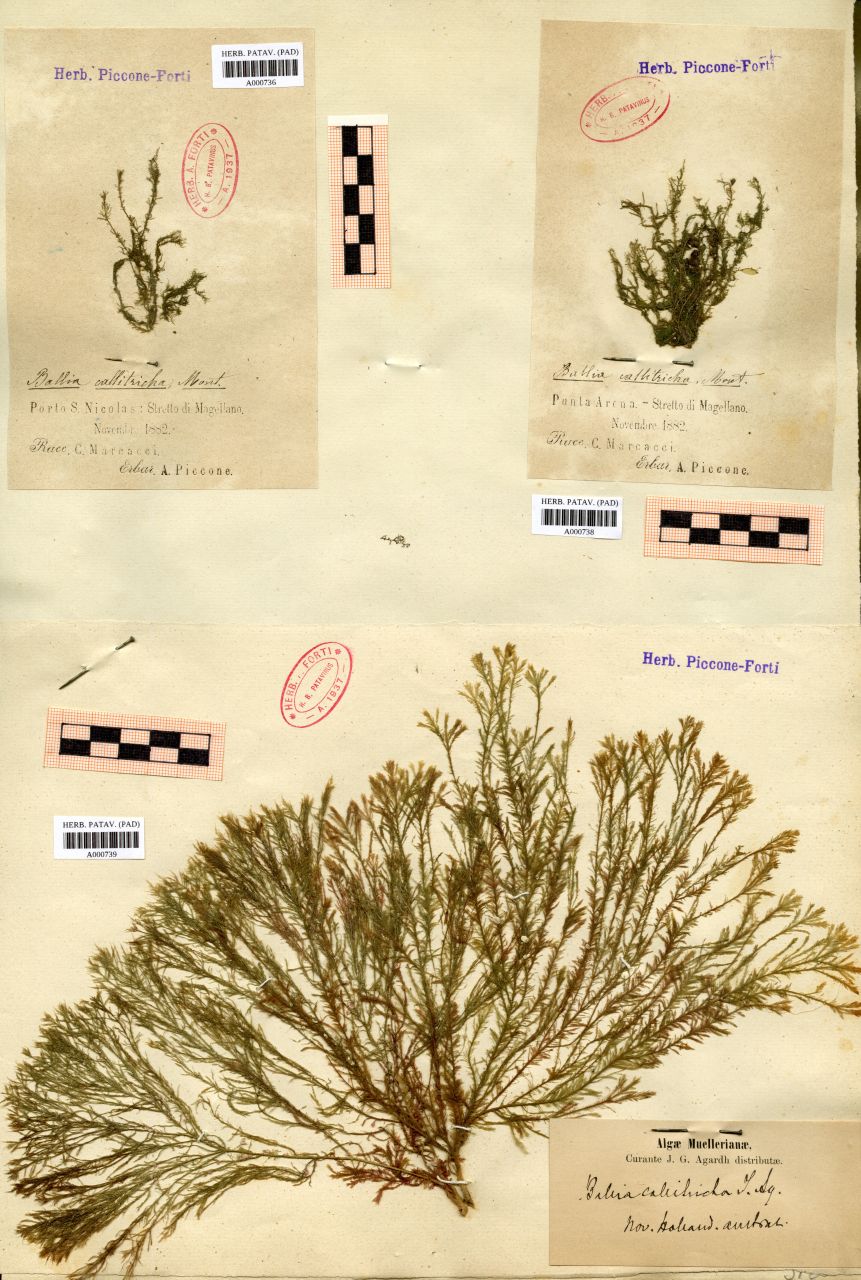 Ballia callitricha Mont - erbario, Collezione Achille Forti, Collezione Achille Forti (1882/11)
