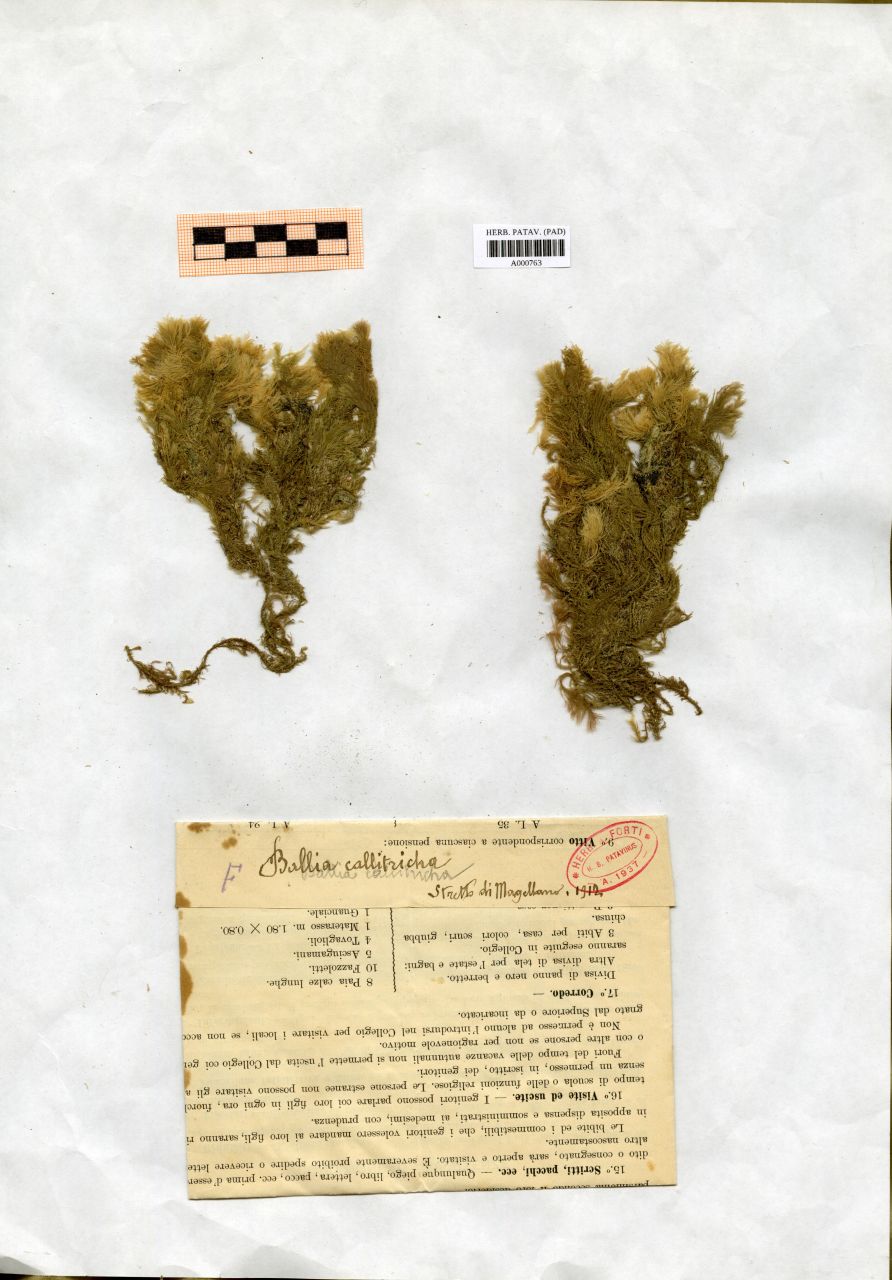 Ballia callitricha (C.Agardh) Kützing - erbario, Collezione Achille Forti, Collezione Achille Forti (1912)