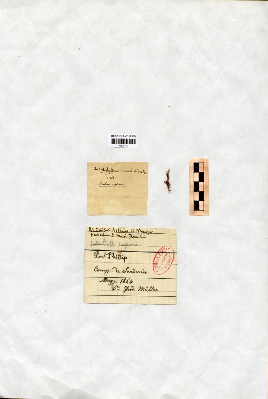 Ballia scoparia (J.D.Hooker & Harvey) Harvey - erbario, Collezione Achille Forti, Collezione Achille Forti (1864/05)