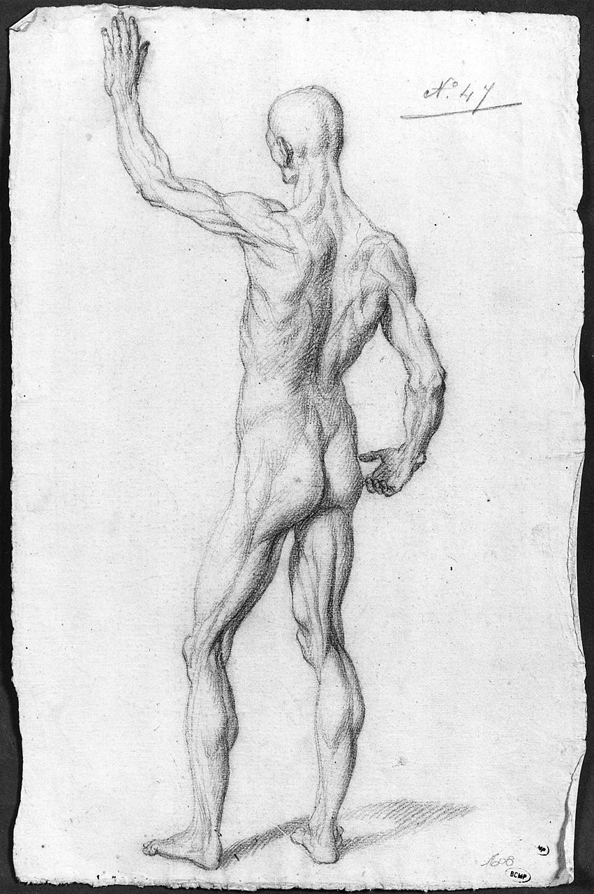 figura maschile scorticata (disegno) di Ansaldi Innocenzo (sec. XVIII)