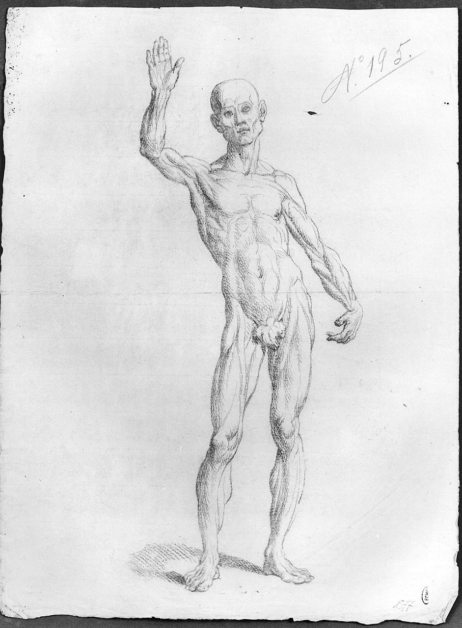 anatomia maschile (disegno) di Ansaldi Innocenzo (sec. XVIII)
