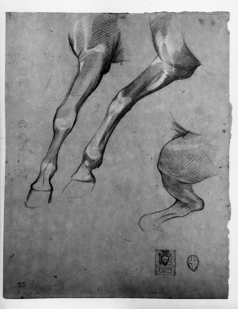 studio per un cavallo; studio di stemma (disegno preparatorio) di Franchi Alessandro (sec. XIX)
