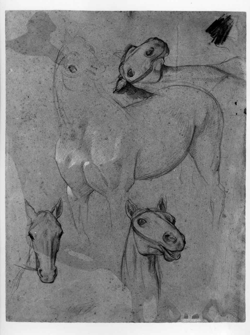 studio per un cavallo (disegno preparatorio) di Franchi Alessandro (sec. XIX)