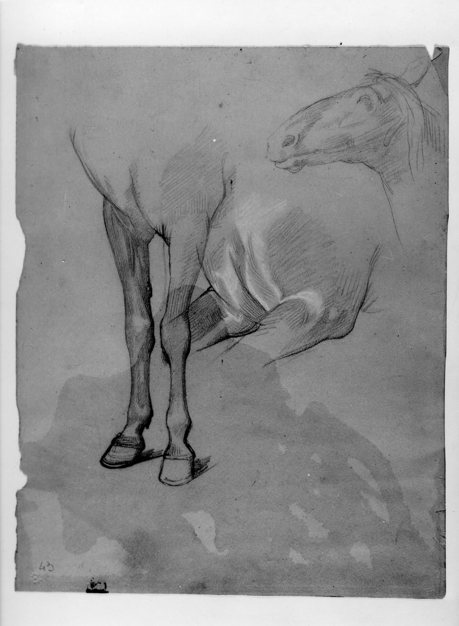 studio per un cavallo (disegno preparatorio) di Franchi Alessandro (sec. XIX)