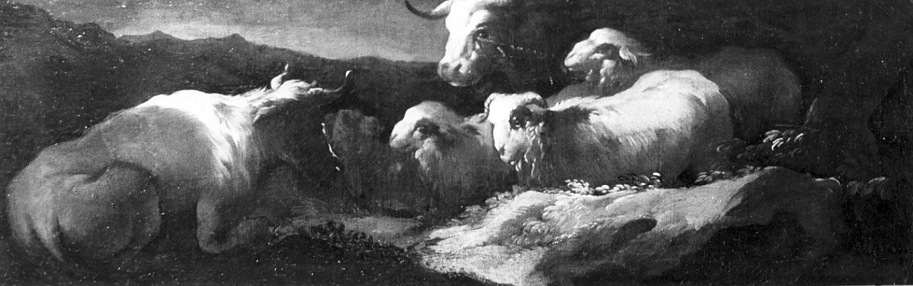 Bovini e ovini, scena campestre (dipinto, opera isolata) - ambito italiano (sec. XVIII)