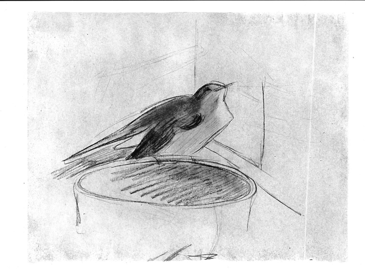 Uccello sul bordo di un recipiente (Pico), animali (disegno) di Chaplin Elisabeth (sec. XX)