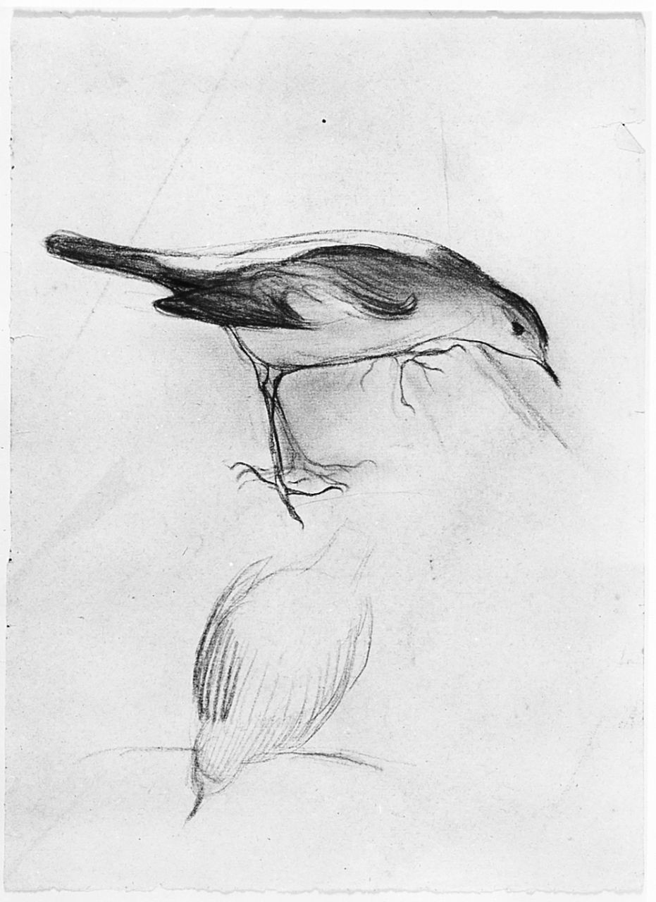 Uccello (Pico), animali (disegno) di Chaplin Elisabeth (sec. XX)