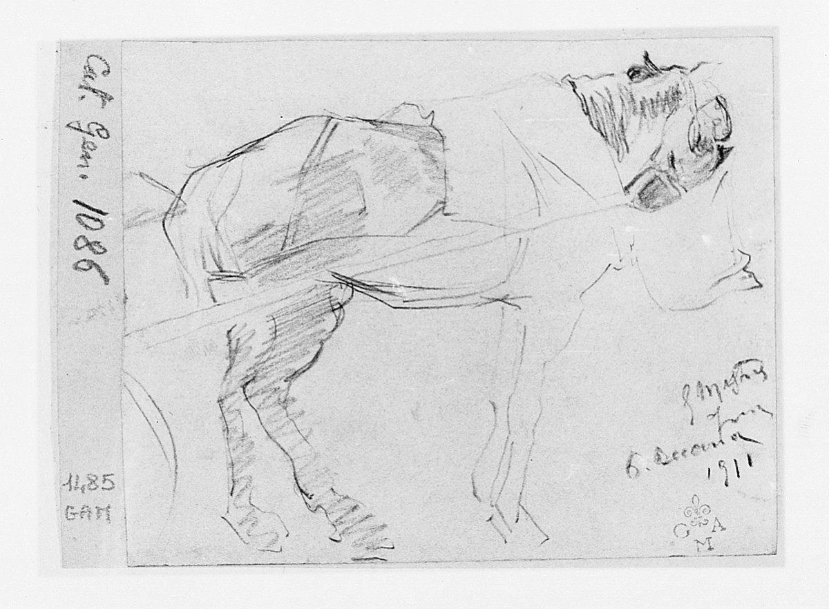 cavallo (disegno) di Mestica Giovanni (sec. XX)