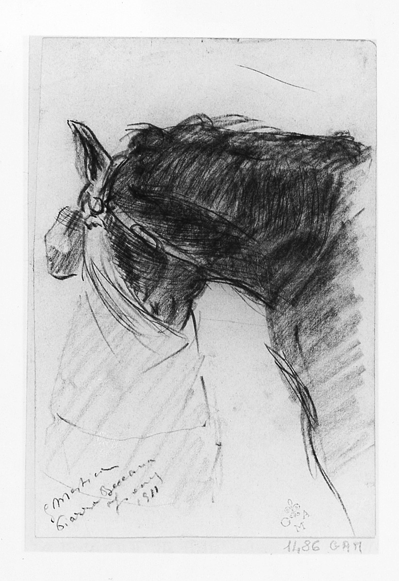 cavallo (disegno) di Mestica Giovanni (sec. XX)