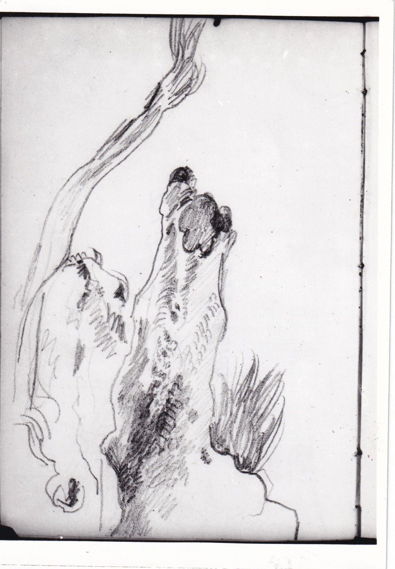 Studio con pelle di animale (disegno) di Bezzuoli Giuseppe (sec. XIX)