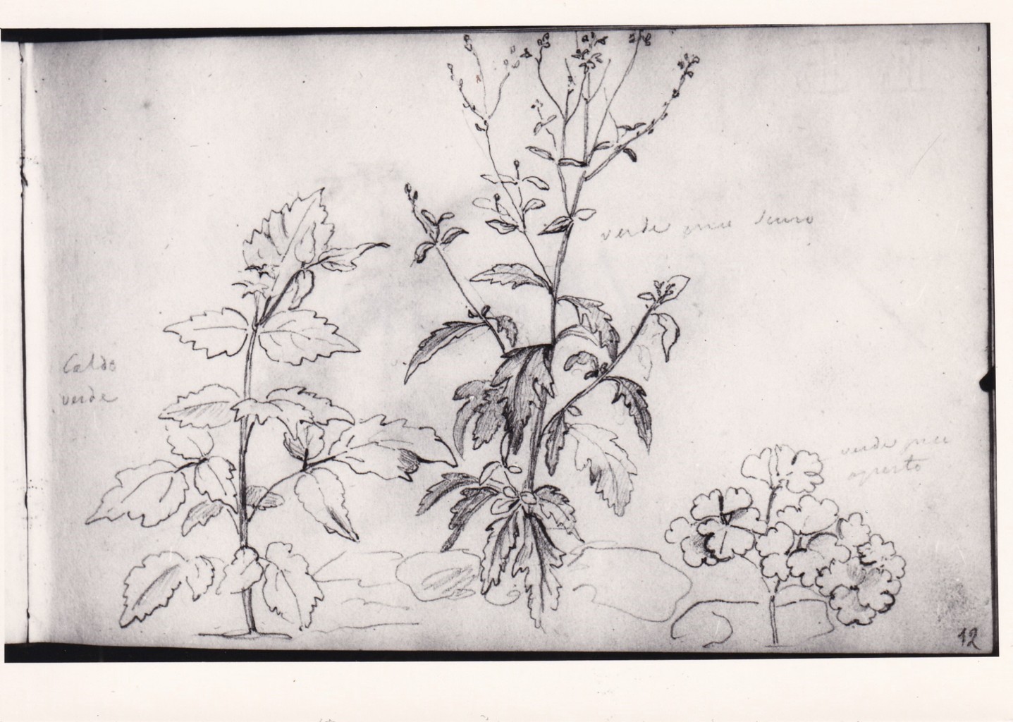 Tre studi di piante con foglie (disegno) di Bezzuoli Giuseppe (sec. XIX)