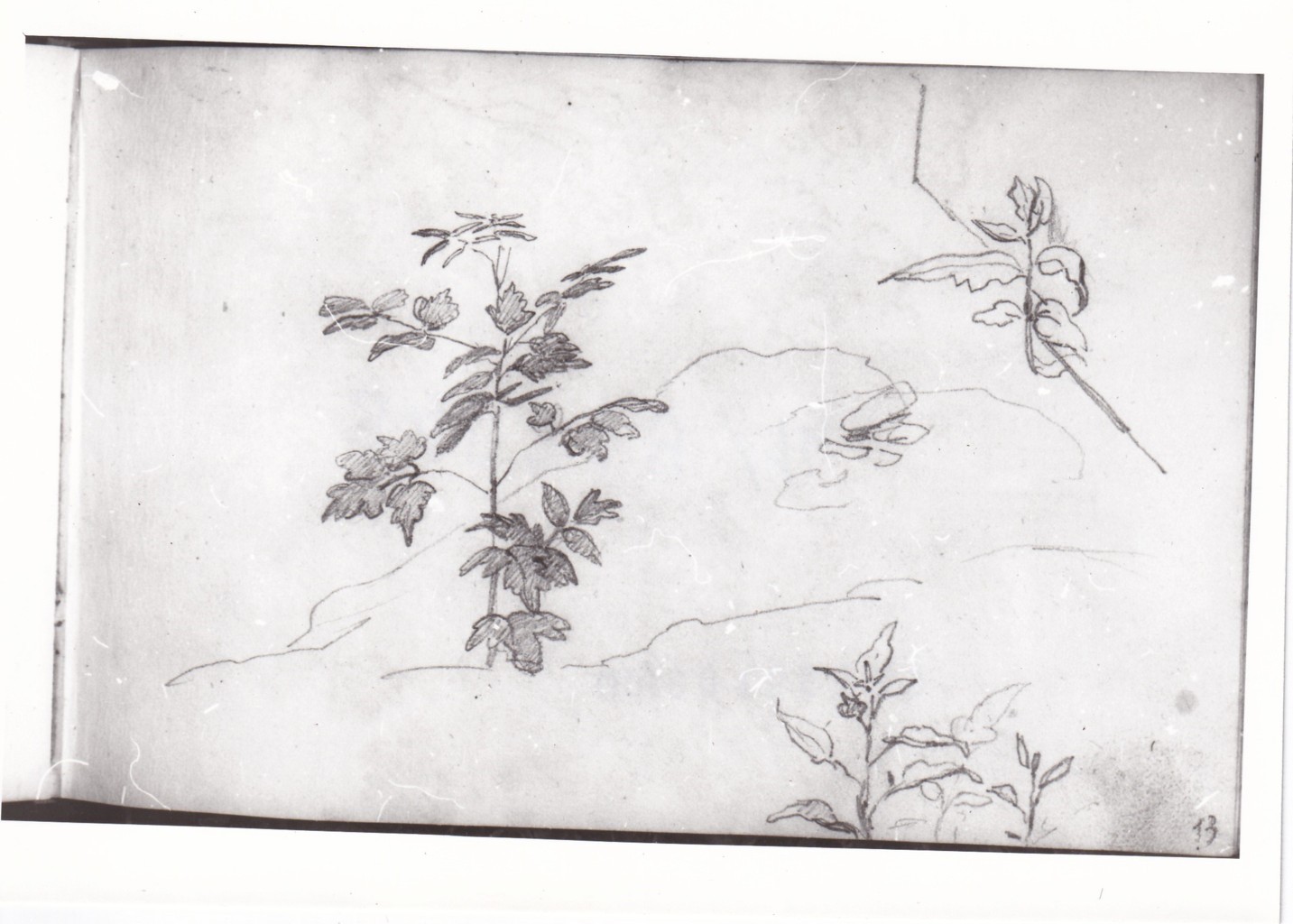 Tre studi di piante con foglie diverse (disegno) di Bezzuoli Giuseppe (sec. XIX)