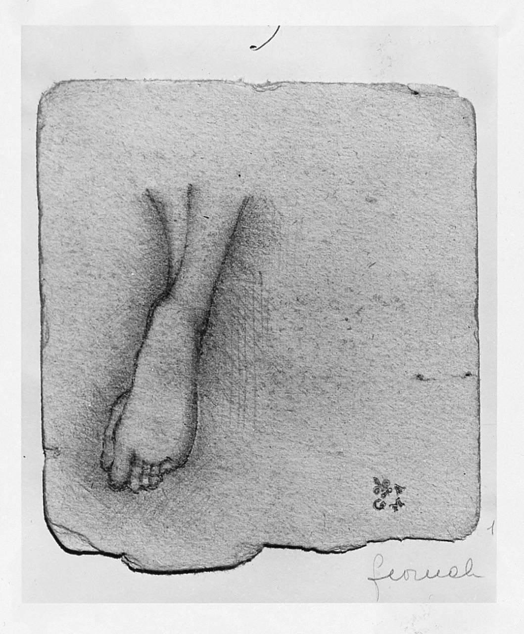 particolari anatomici (disegno) di Boncinelli Evaristo (sec. XX)