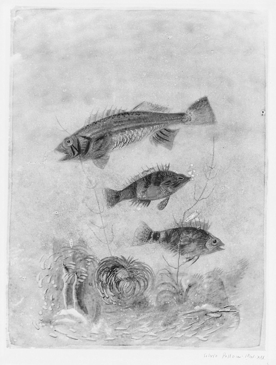 pesci (stampa) di Polloni Silvio (sec. XX)