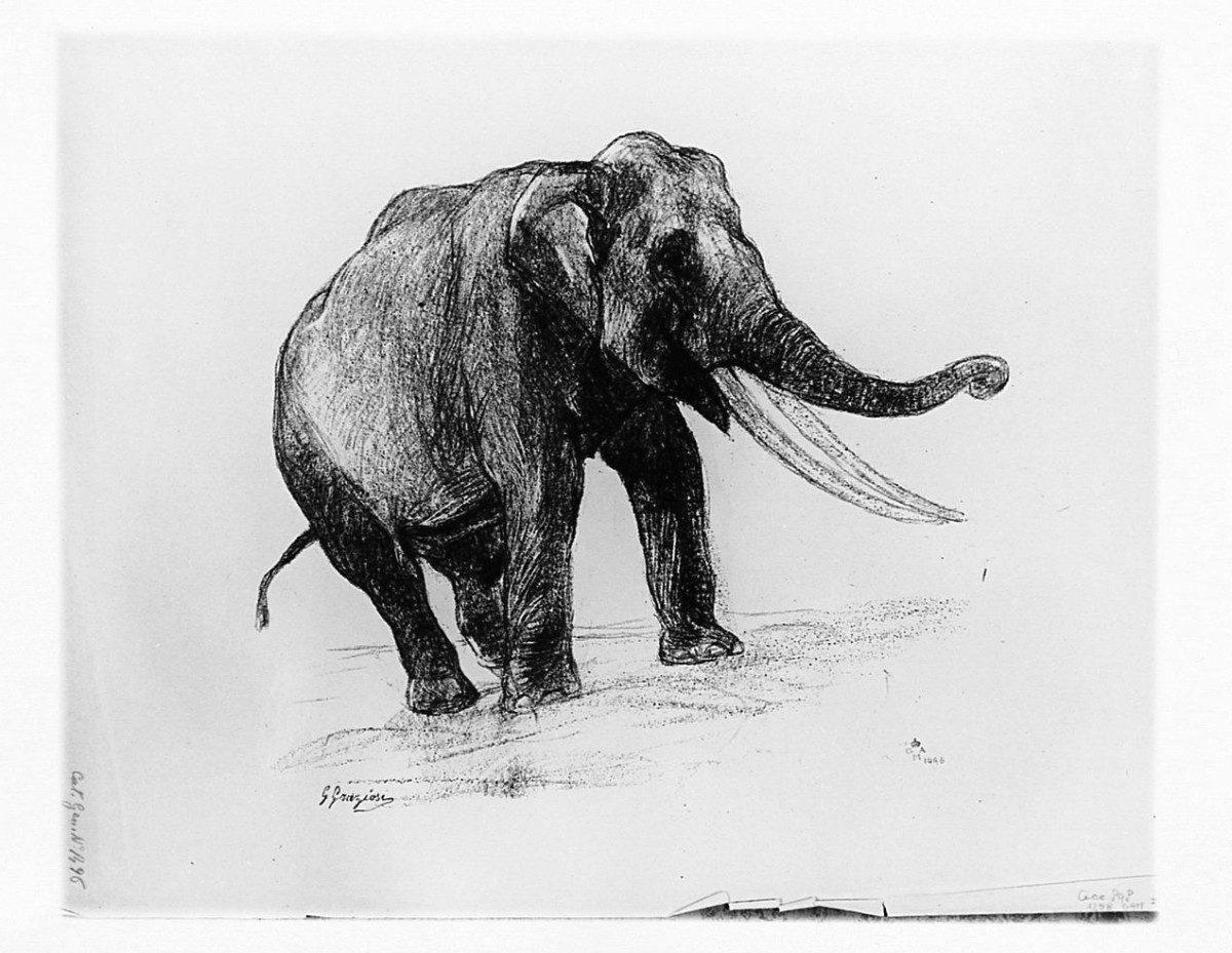 elefante (stampa) di Graziosi Giuseppe (secondo quarto sec. XX)
