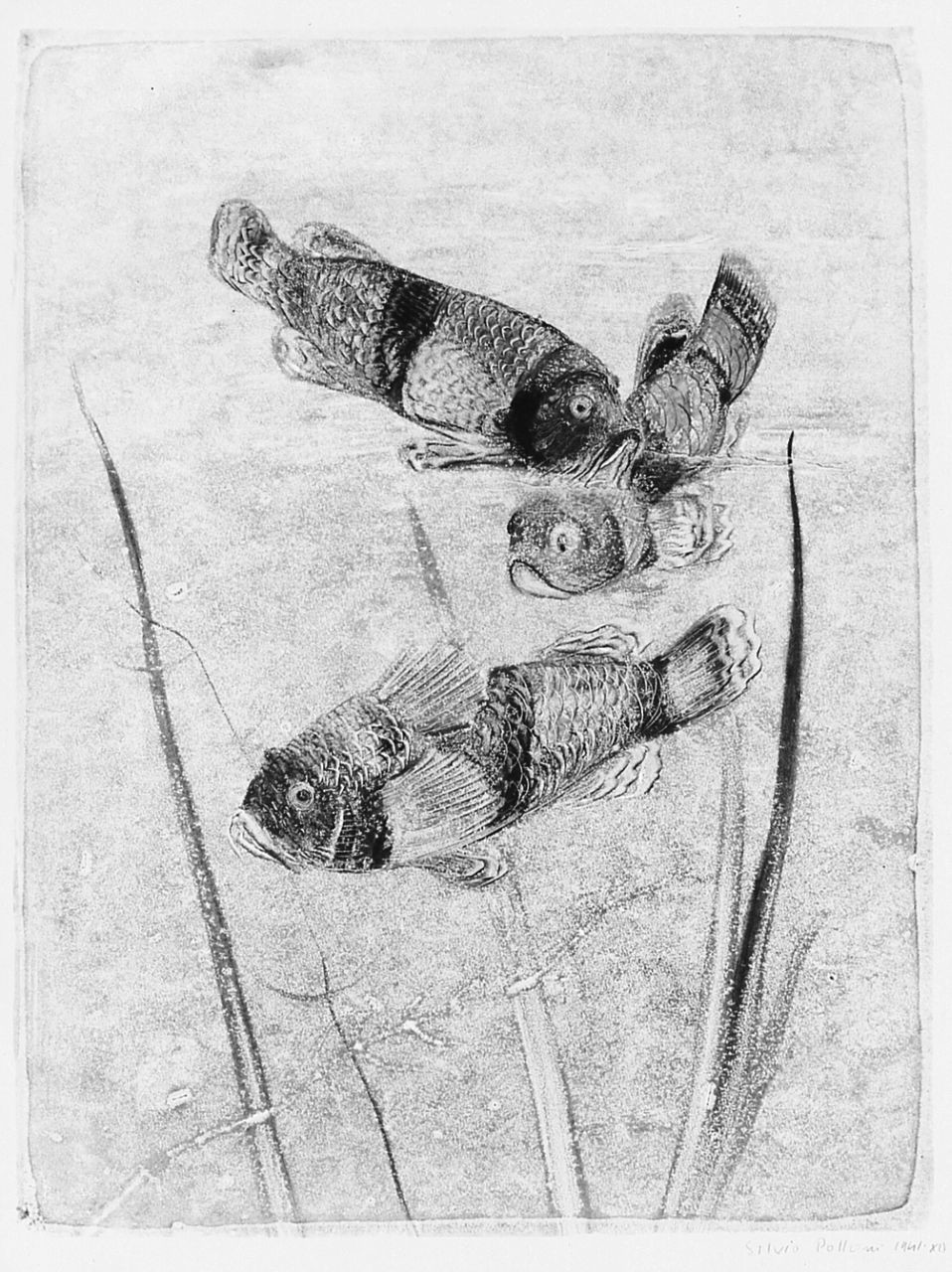 pesci (stampa) di Polloni Silvio (sec. XX)