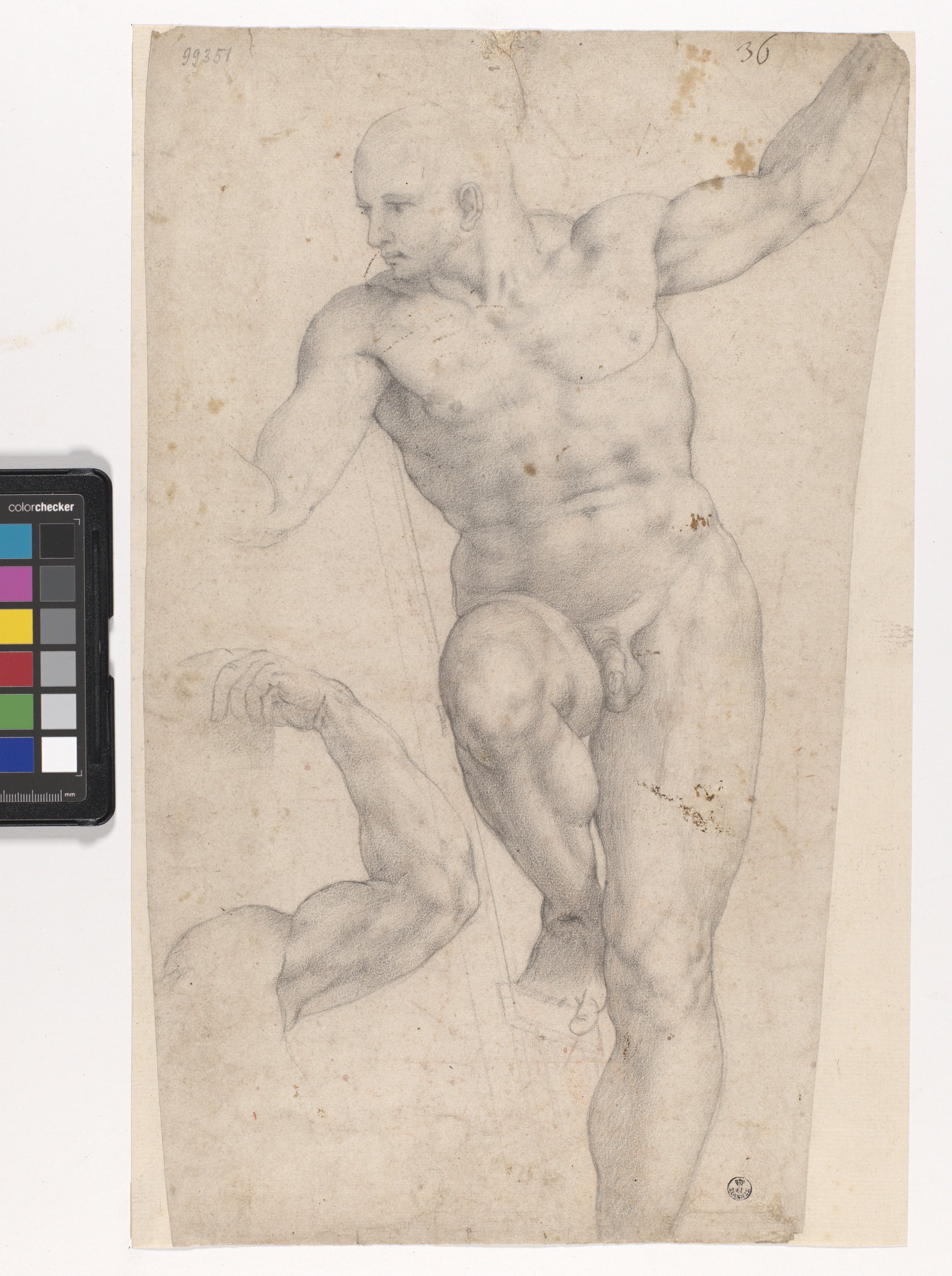 figura maschile nuda, studio di un braccio (disegno) di Allori Alessandro (metà sec. XVI)