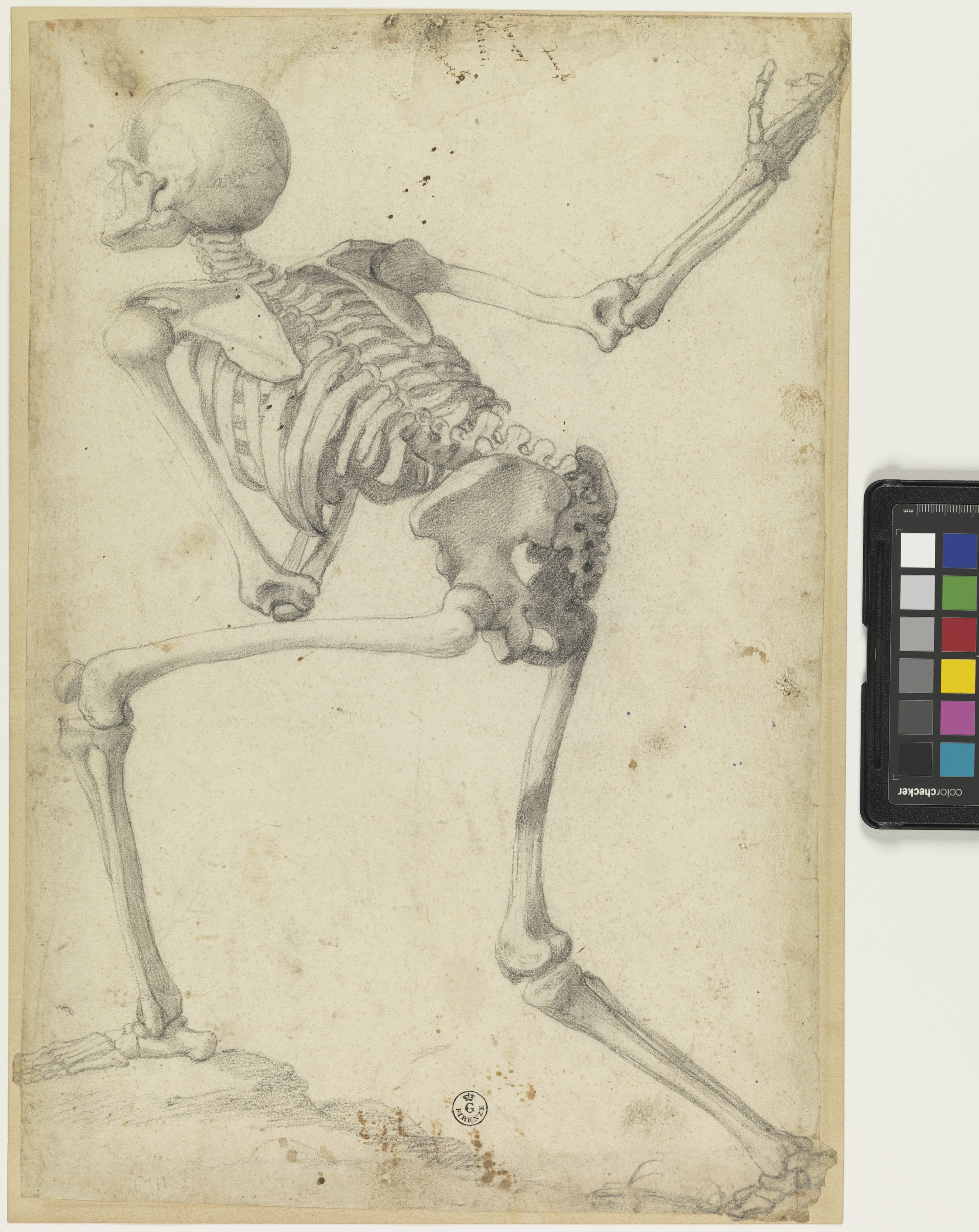 scheletro umano (disegno) di Allori Alessandro (seconda metà XVI)