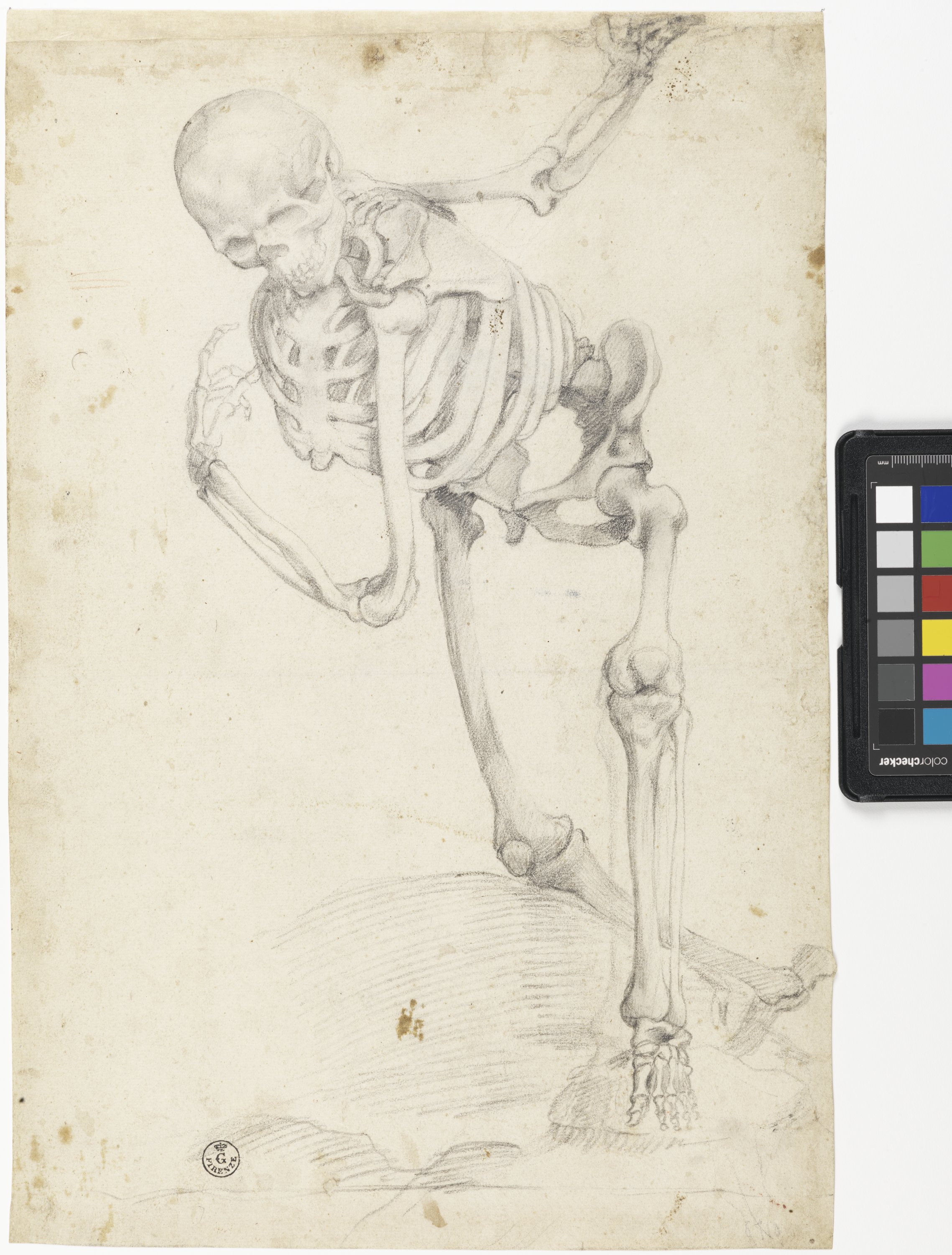 scheletro umano (r.), schizzo di un teschio (v.) (disegno) di Allori Alessandro (secc. XVI/ XVII)