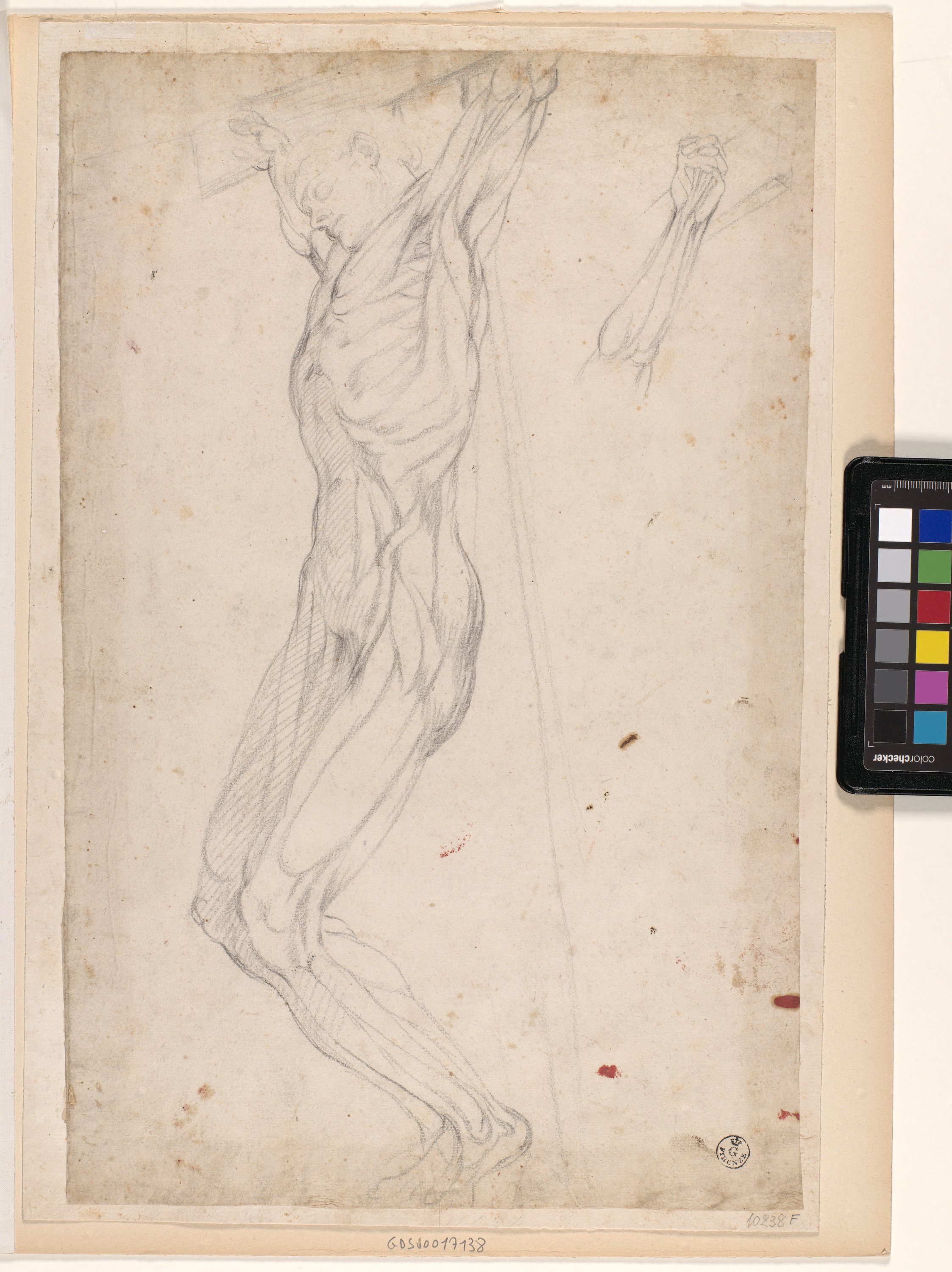 studio anatomico di uomo crocifisso e braccio sinistro della stessa figura (disegno) di Allori Alessandro (seconda metà sec. XVI)