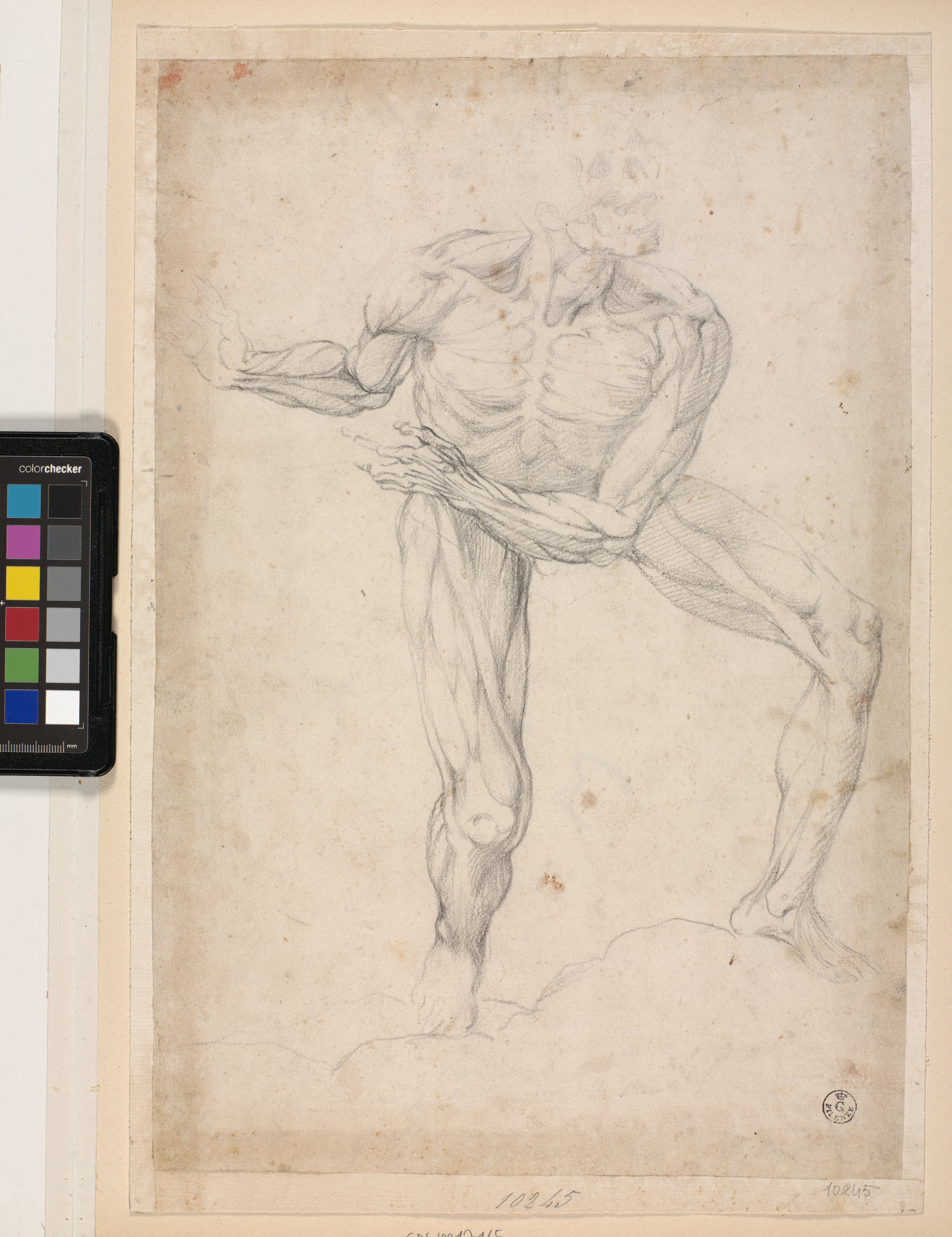 studio anatomico di figura maschile (disegno) di Allori Alessandro (terzo quarto XVI)