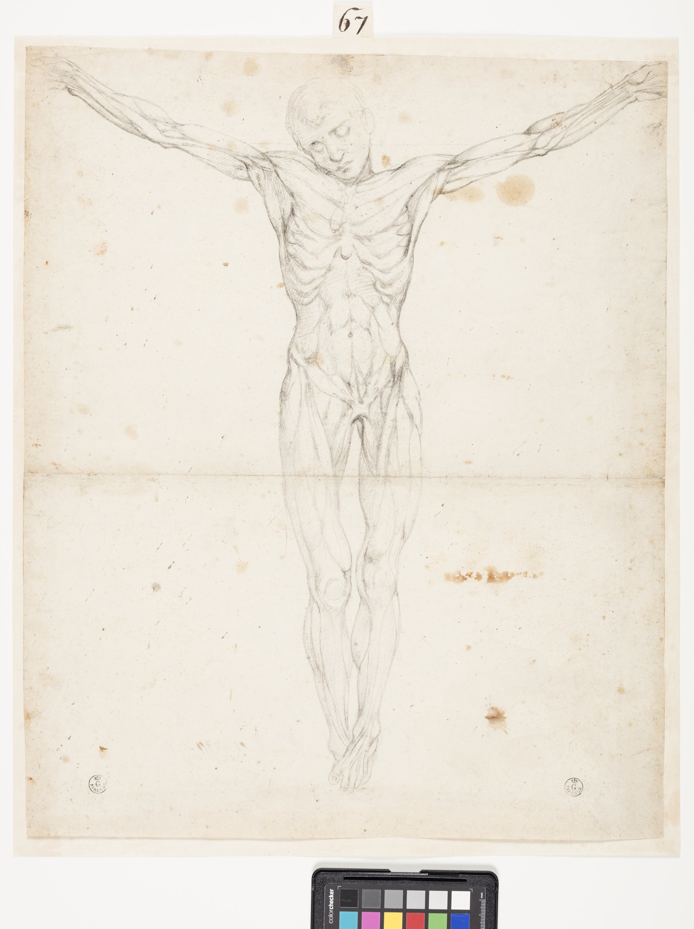 studio anatomico di uomo crocifisso (disegno) di Allori Alessandro (terzo quarto XVI)