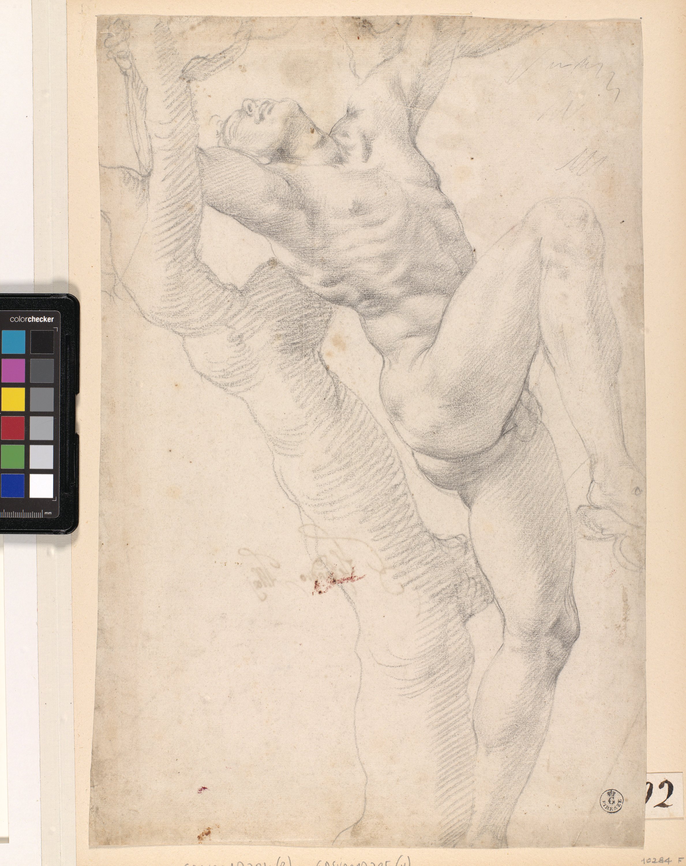 figura maschile nuda legata a un albero (disegno) di Allori Alessandro (ultimo quarto XVI)