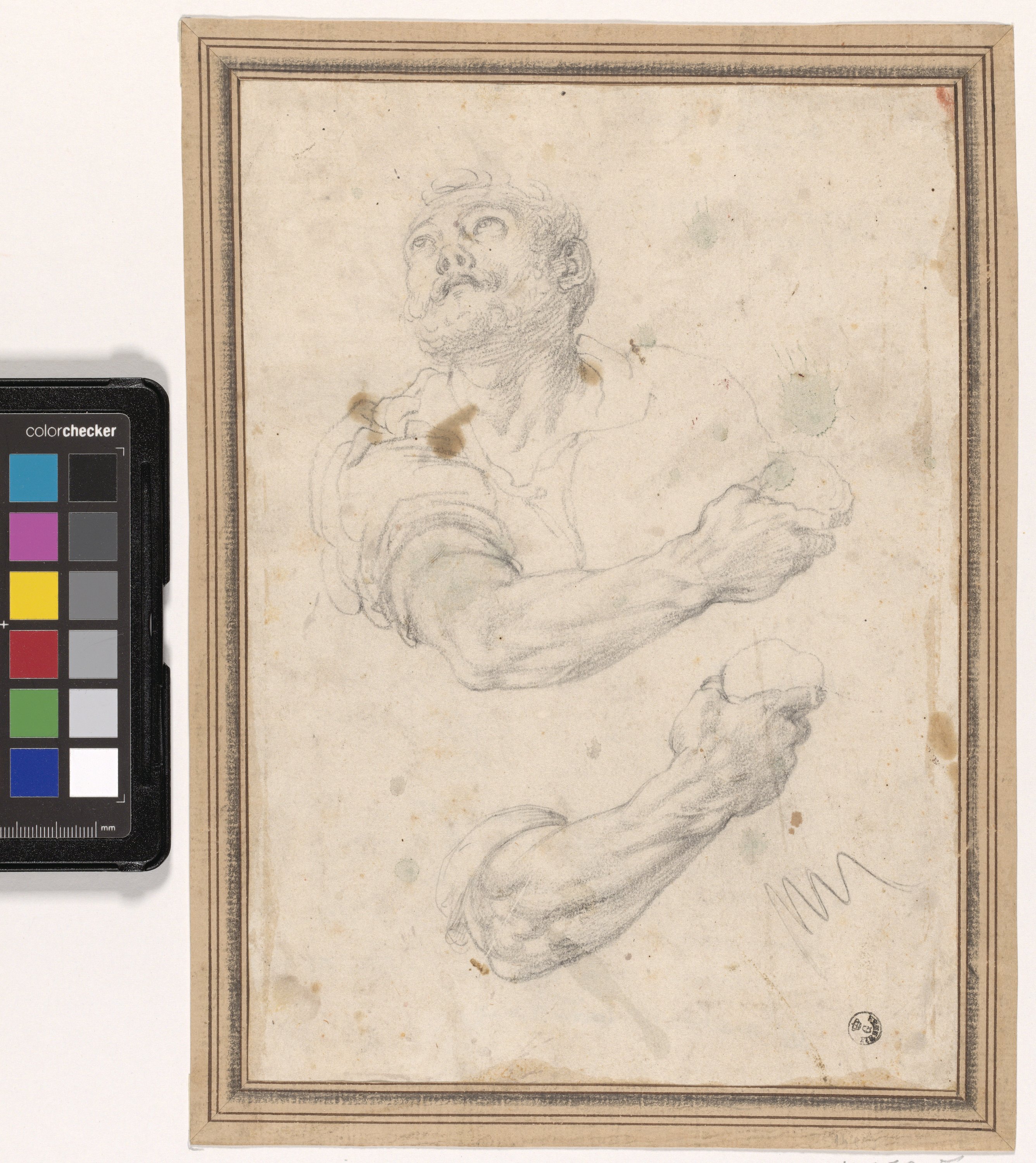 Studio di torso maschile, studio di braccio (disegno) di Allori Alessandro (ultimo quarto XVI)