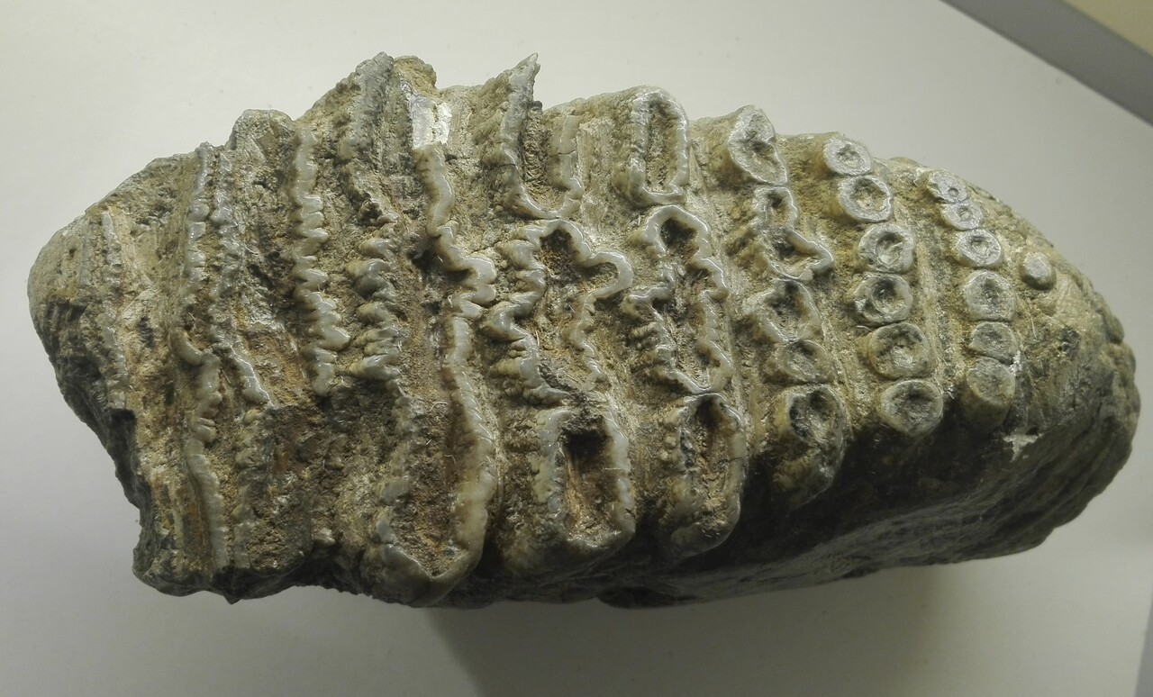 fossile (Dente)