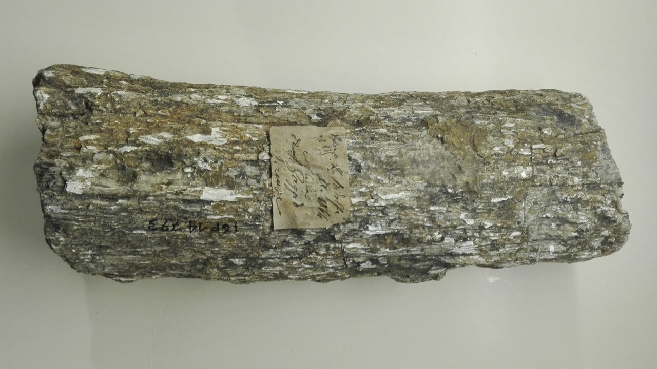 fossile (Difesa)