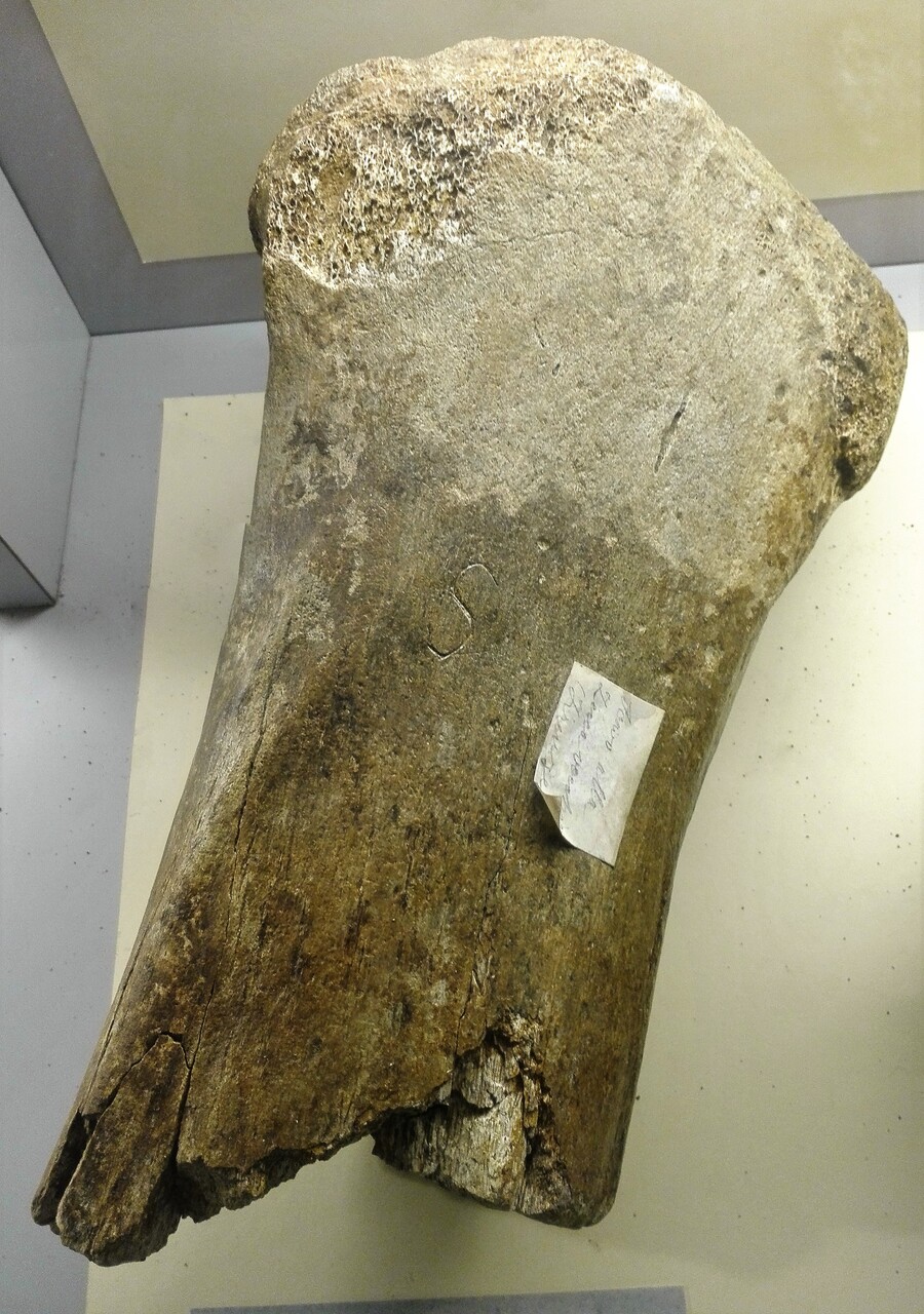 fossile (Tibia)