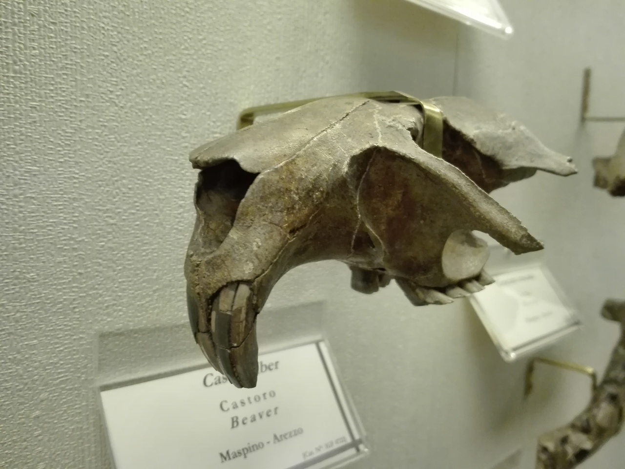 fossile (Cranio)