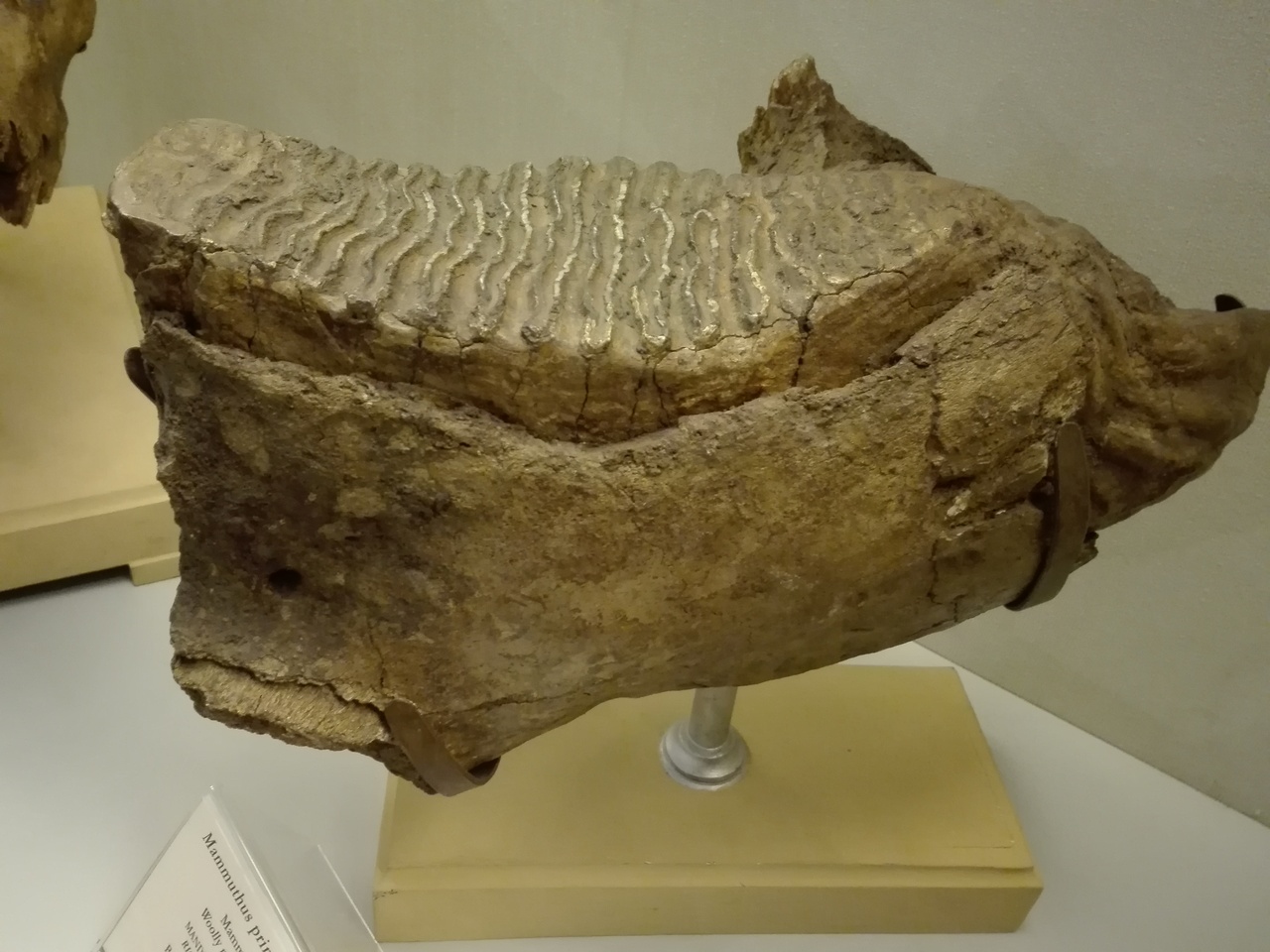 fossile (Mandibola)