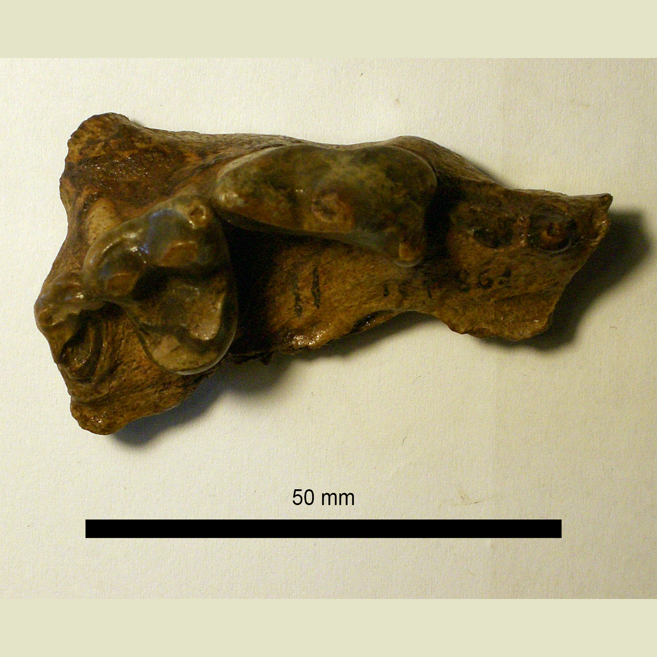 fossile (Mascella)