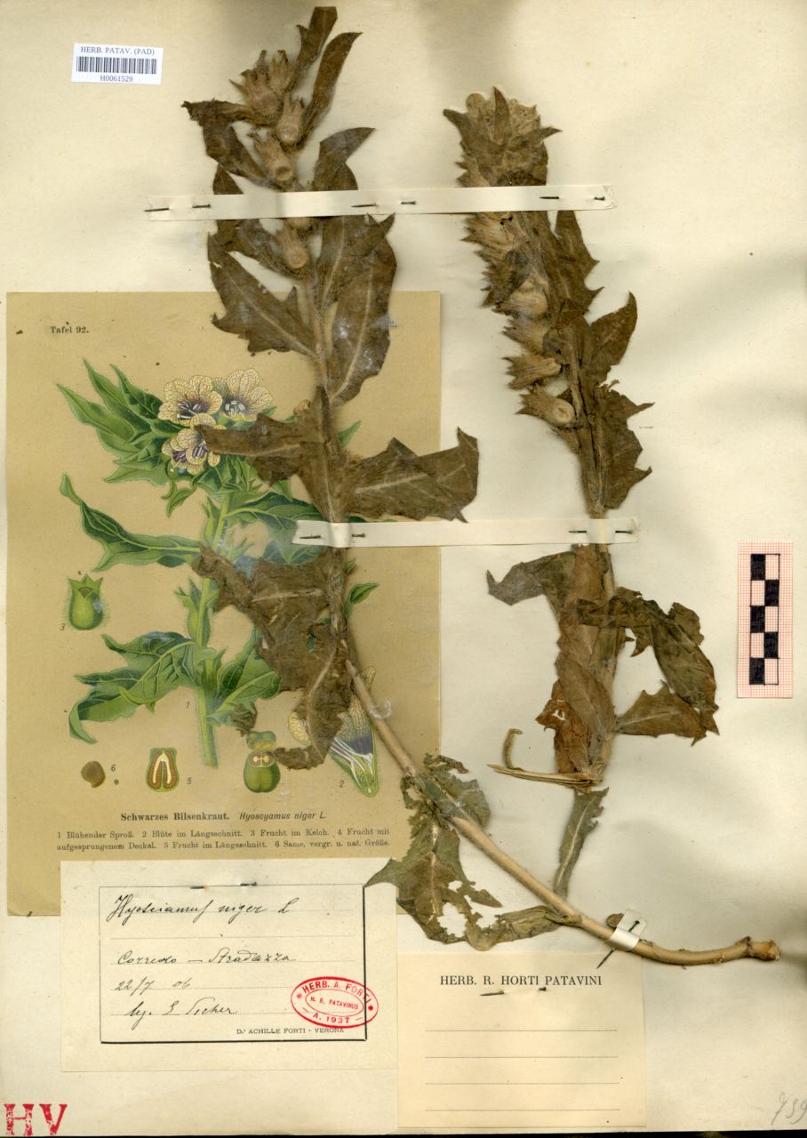 Hyoscyamus niger L - erbario, Erbario delle Tre Venezie, Erbario delle Tre Venezie (1906/07/22)