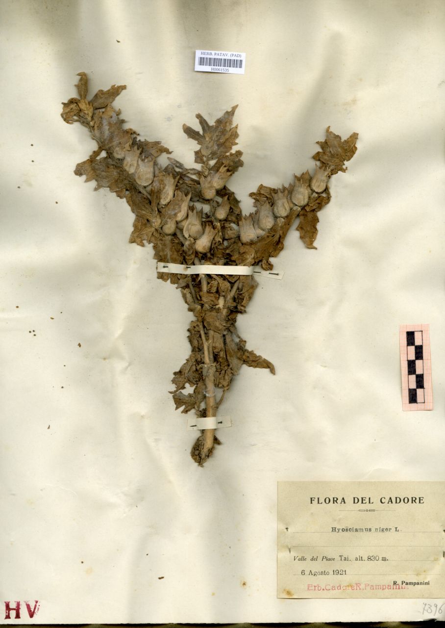 Hyoscyamus niger L - erbario, Erbario delle Tre Venezie, Erbario delle Tre Venezie (1921/08/06)