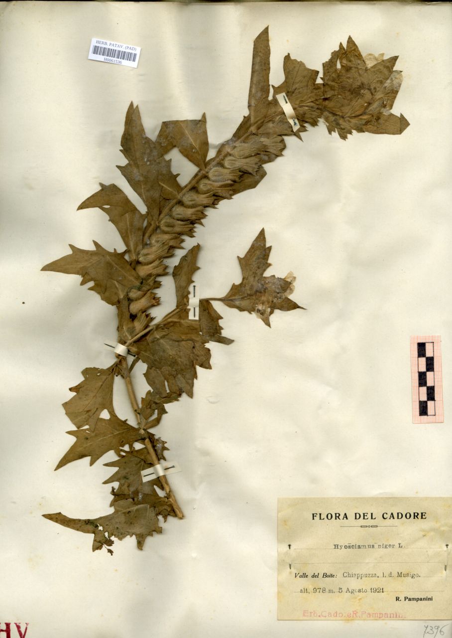 Hyoscyamus niger L - erbario, Erbario delle Tre Venezie, Erbario delle Tre Venezie (1921/08/05)