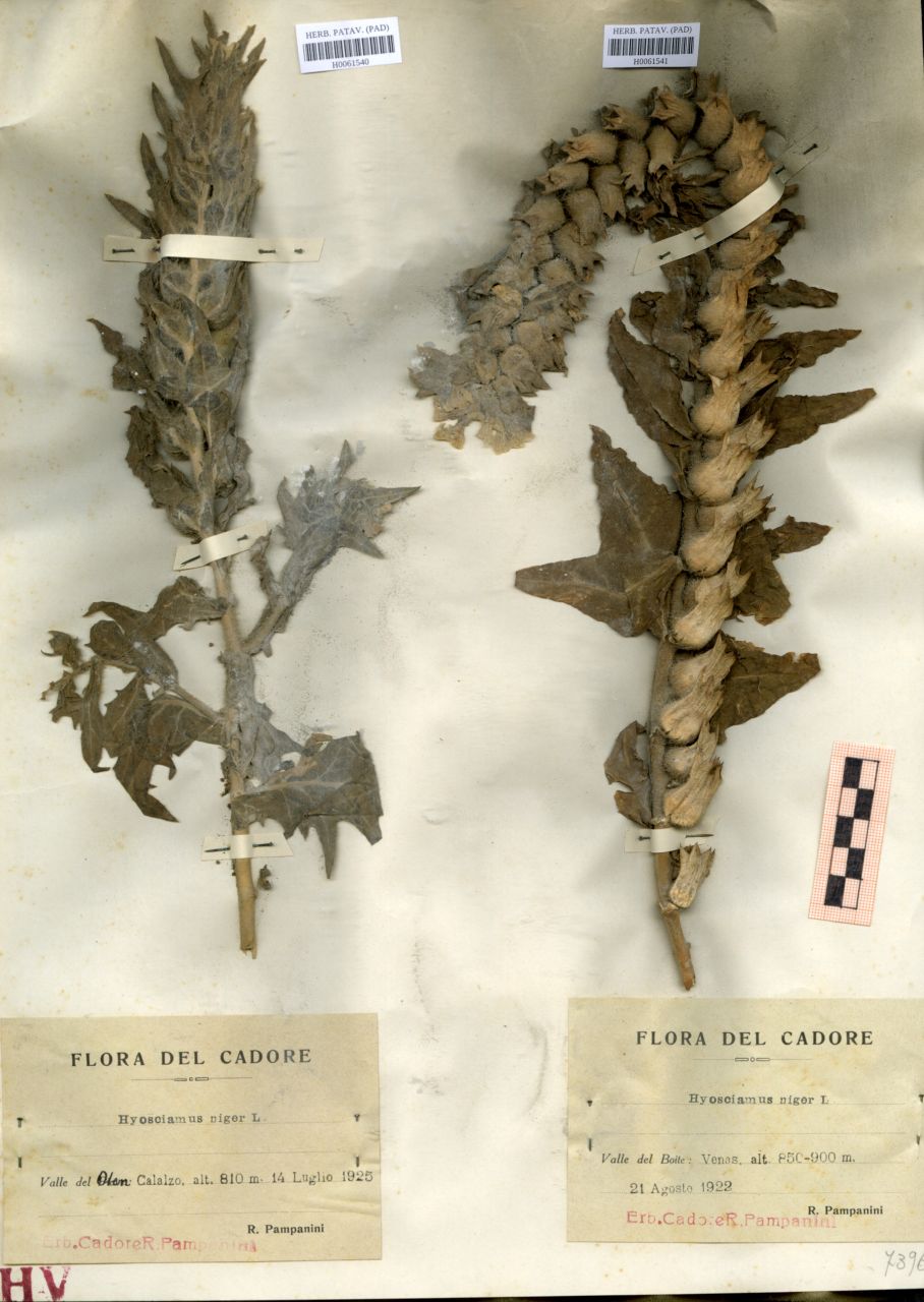 Hyoscyamus niger L - erbario, Erbario delle Tre Venezie, Erbario delle Tre Venezie (1925/07/14)