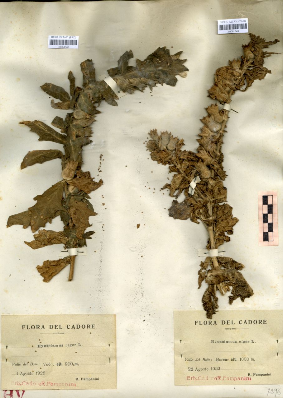 Hyoscyamus niger L - erbario, Erbario delle Tre Venezie, Erbario delle Tre Venezie (1922/08/01)